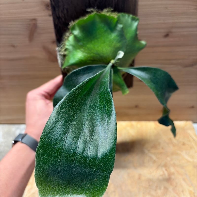 ビカクシダ ヒリー 'パオパオ' | GREEN LUCK