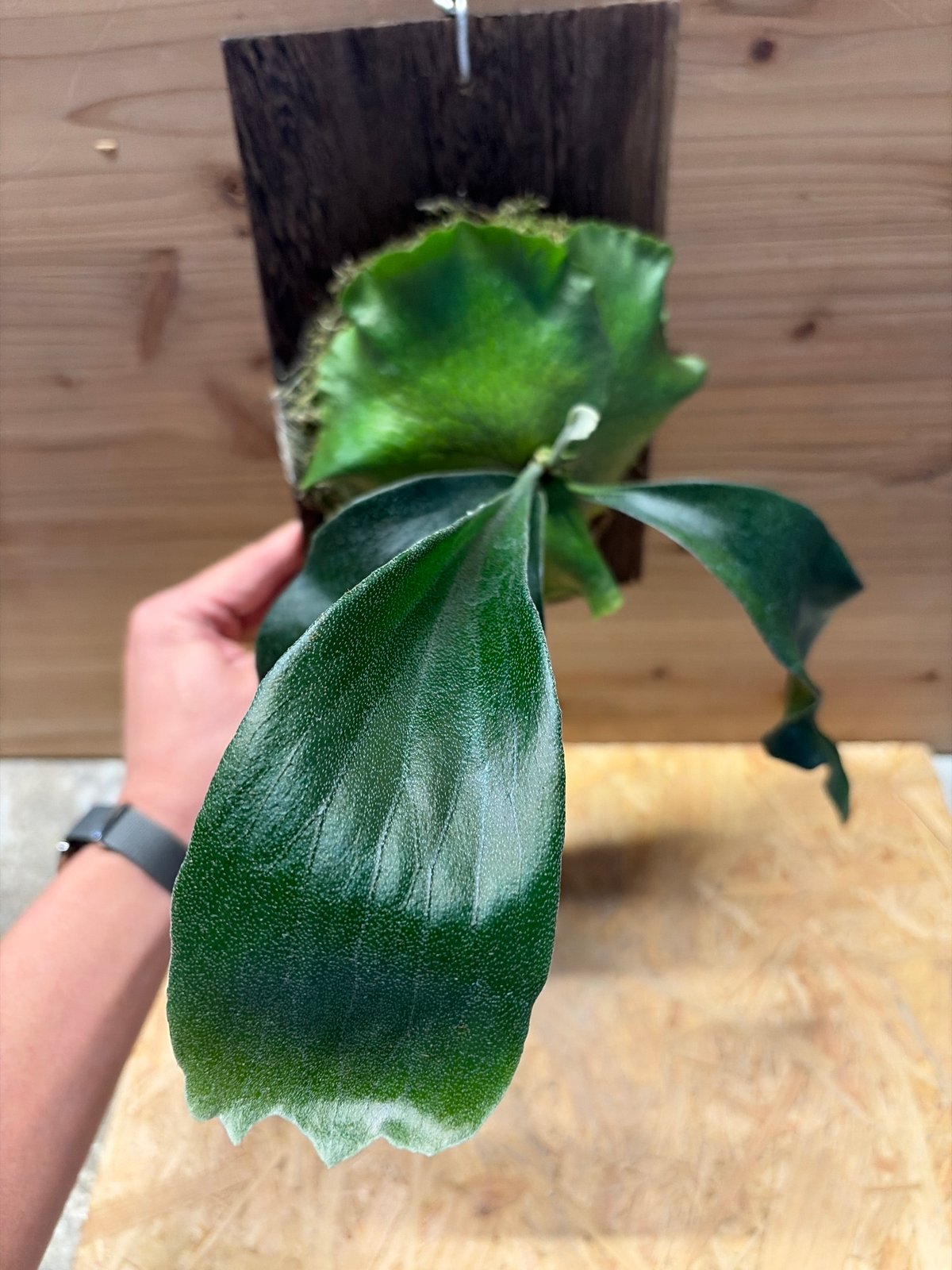 ビカクシダ ヒリー 'パオパオ' | GREEN LUCK