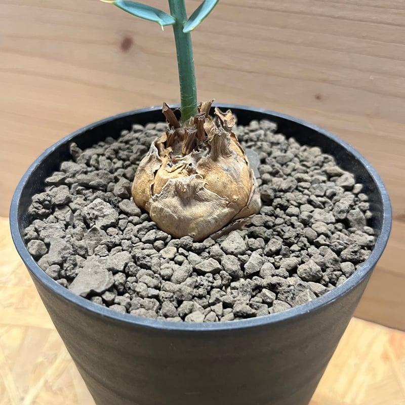 エンセファラルトス ホリダス | GREEN LUCK