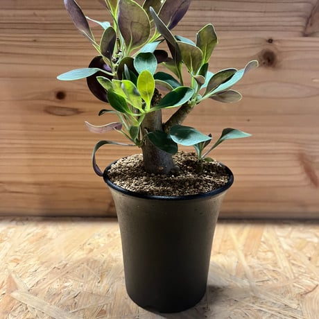 オトンナ | STORES