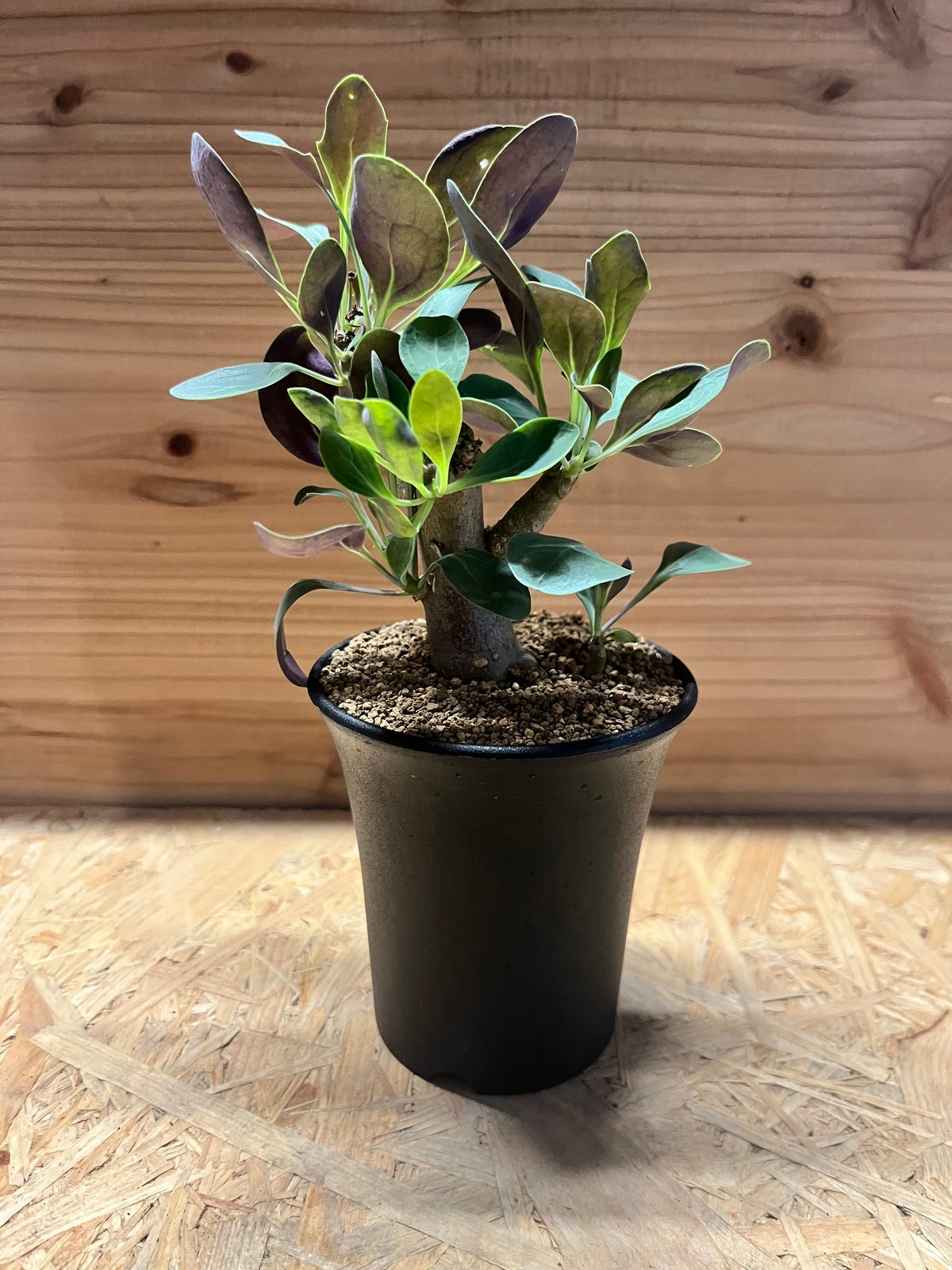 オトンナ　トリプリネルビア fit=scale-down,w=1200