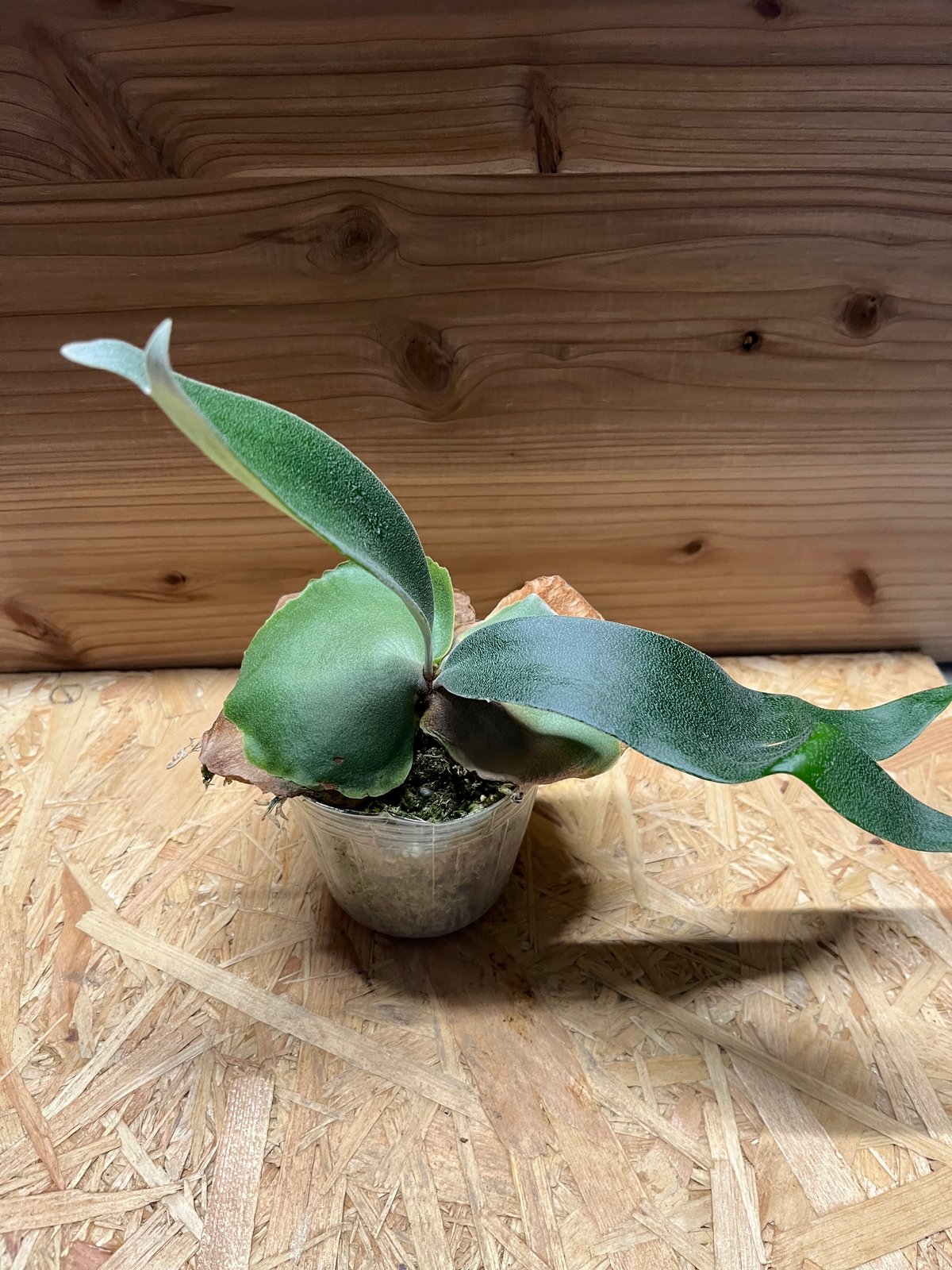 ビカクシダ　フーンシキ　板付　TC株 楽天市場】観葉植物/[送料無料]ビカクシダ（コウモリラン