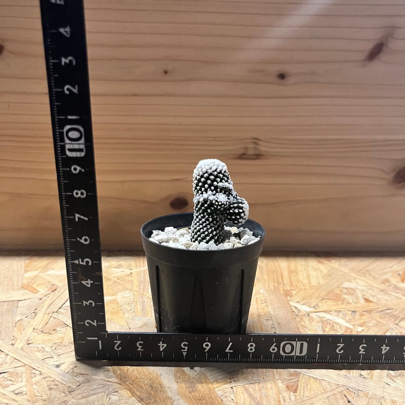 コピアポア テヌイシマ | GREEN LUCK