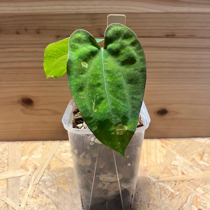 アンスリウム パンプキンスパイス×パピリラミナム ラルフライナム