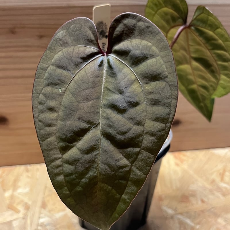 アンスリウム エースオブスペード ダークフォーム セルフ | GREEN LUCK