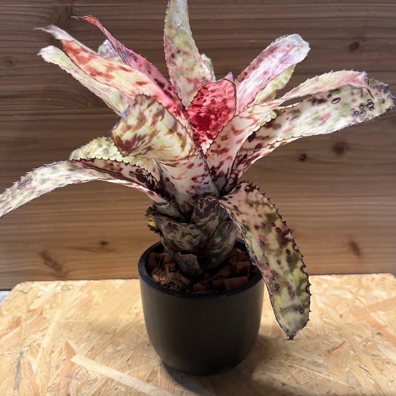 エクメア　オーランディアナ　スノーフレーク エクメア オーランディアナ スノーフレーク | GREEN LUCK