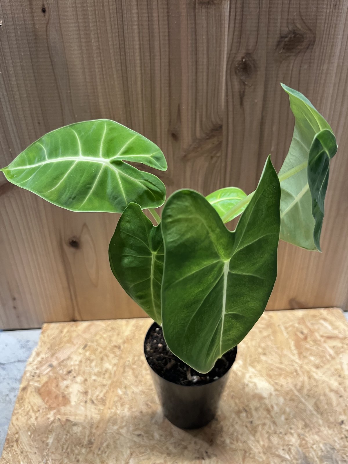 アロカシア グリーンベルベット | GREEN LUCK