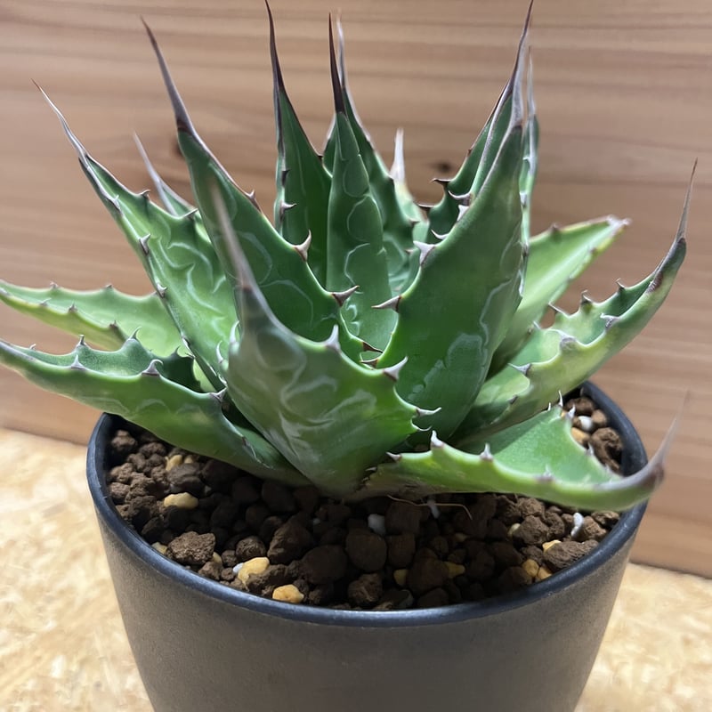 アガベ モンタナ 新着・長野県産】Agave Montana【カッコ良さ抜群・耐寒性最強