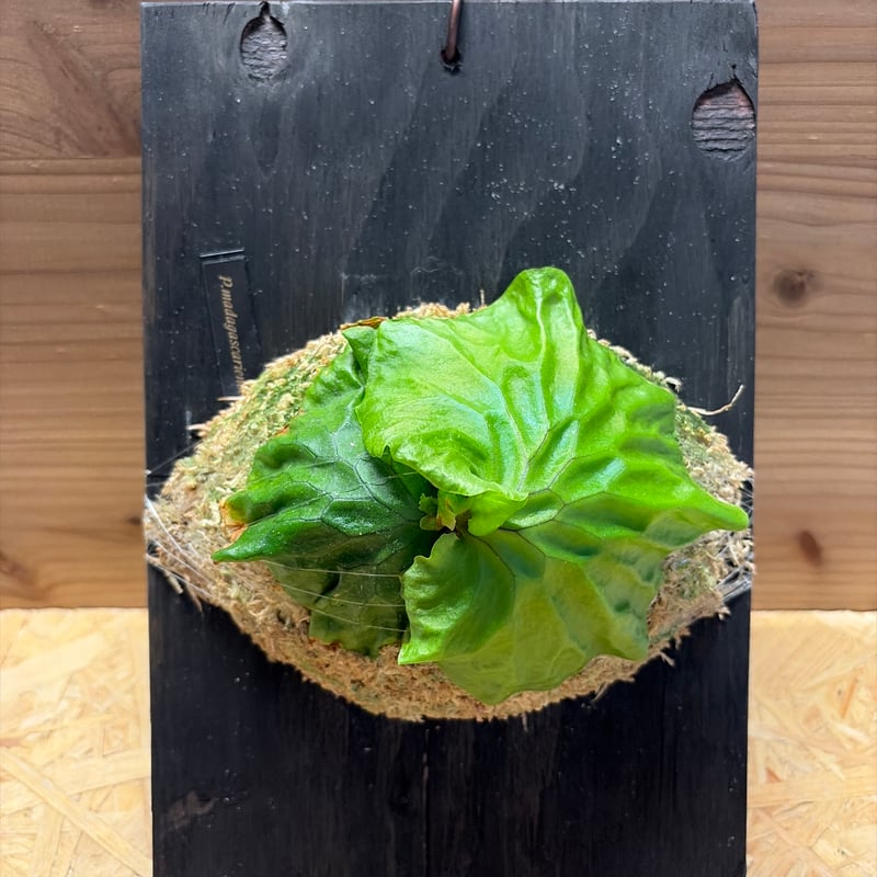 ビカクシダ マダガスカリエンセ | GREEN LUCK