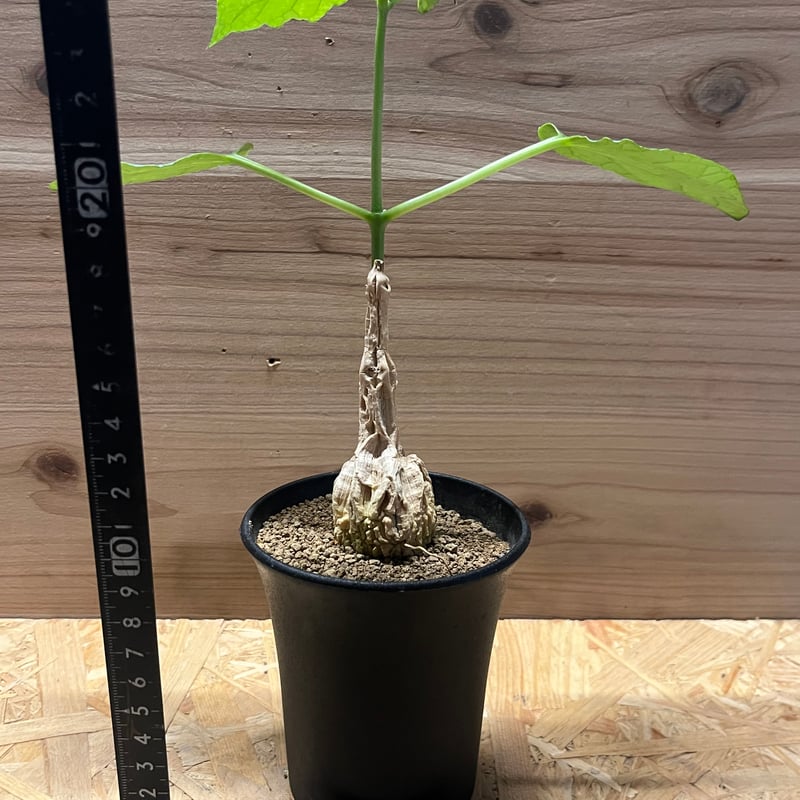 マテレア　シクロフォラ　実生 マテレア・シクロフィラ「Matelea cyclophylla」原産生息地と