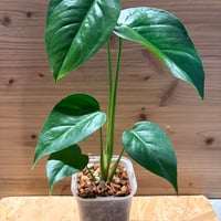 超レア産地！ アグラオネマ カーティシー ミャンマー産 ワイルド株