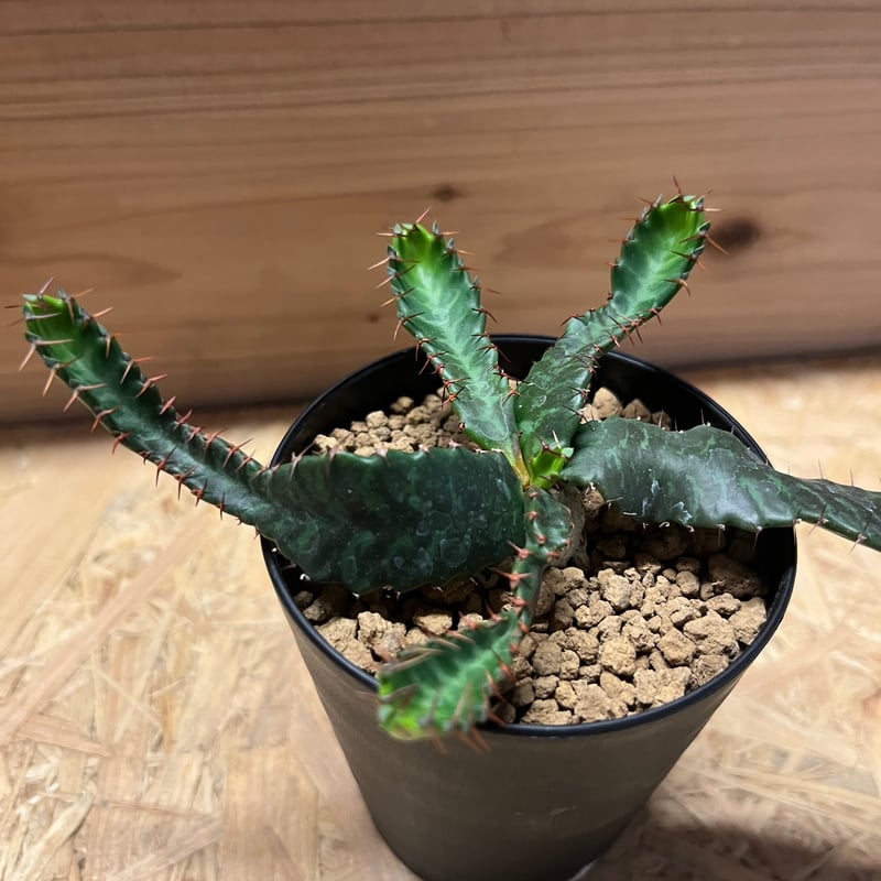 ユーフォルビア ステラータ　飛竜　大株　抜き苗 Eupholbia ステラータ 飛竜 | hanayoshi-botanical