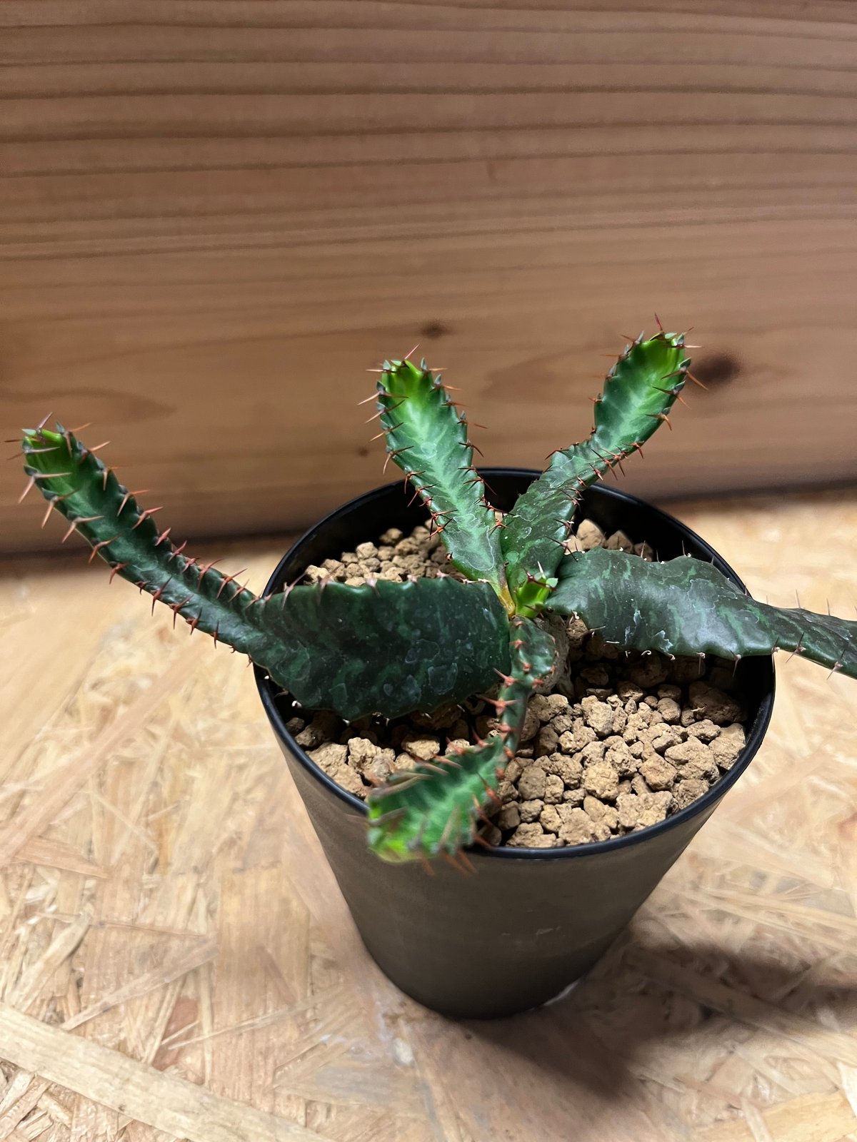 ユーフォルビア ステラータ 飛竜 | GREEN LUCK