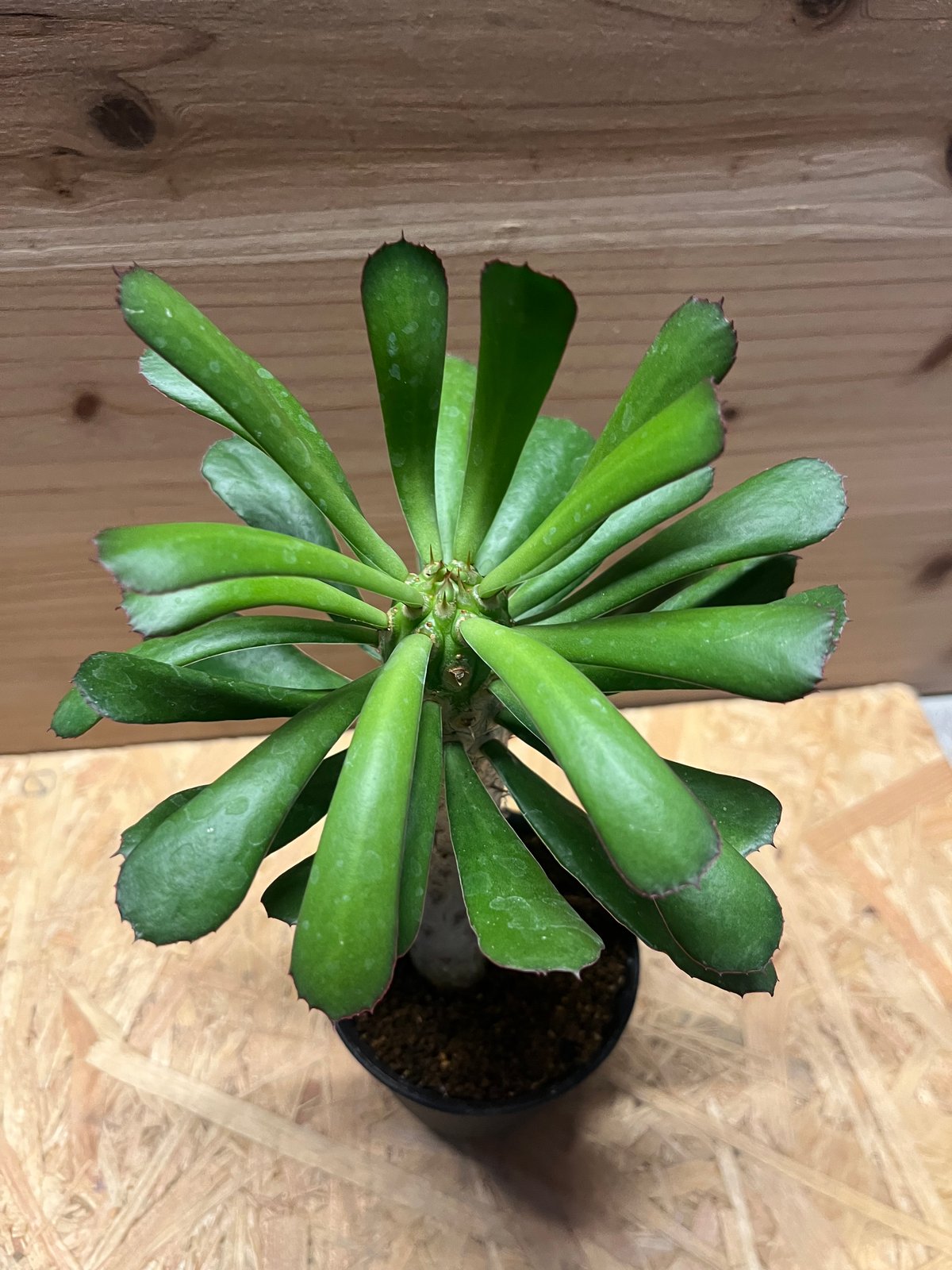 ユーフォルビア ユニスピナ | GREEN LUCK