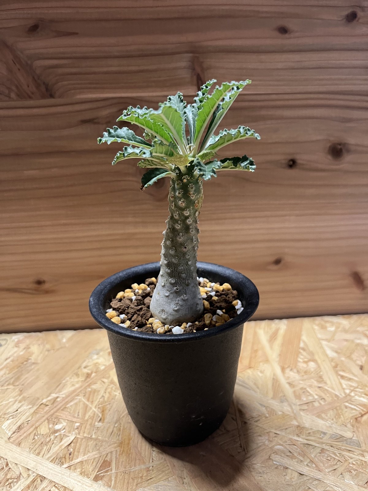 AAA　ドルステニア　ラブラニー ドルステニア ラブラニー | GREEN LUCK