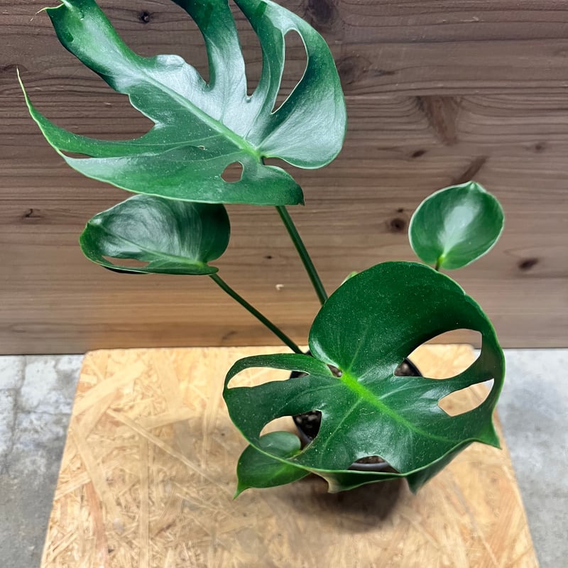 モンステラ デリシオーサ カップリーフ | GREEN LUCK