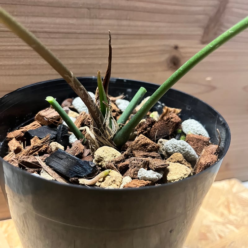 アンスリウム メタリカム | GREEN LUCK