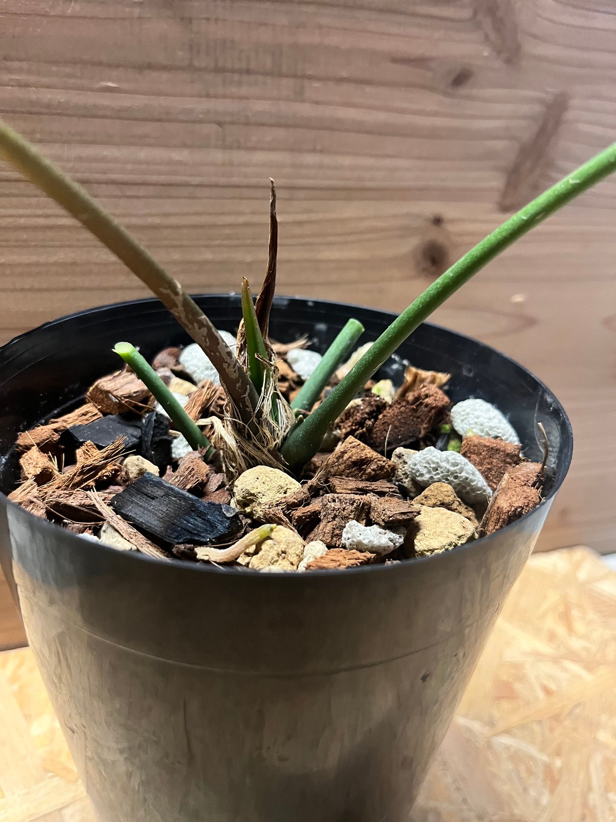 アンスリウム メタリカム | GREEN LUCK