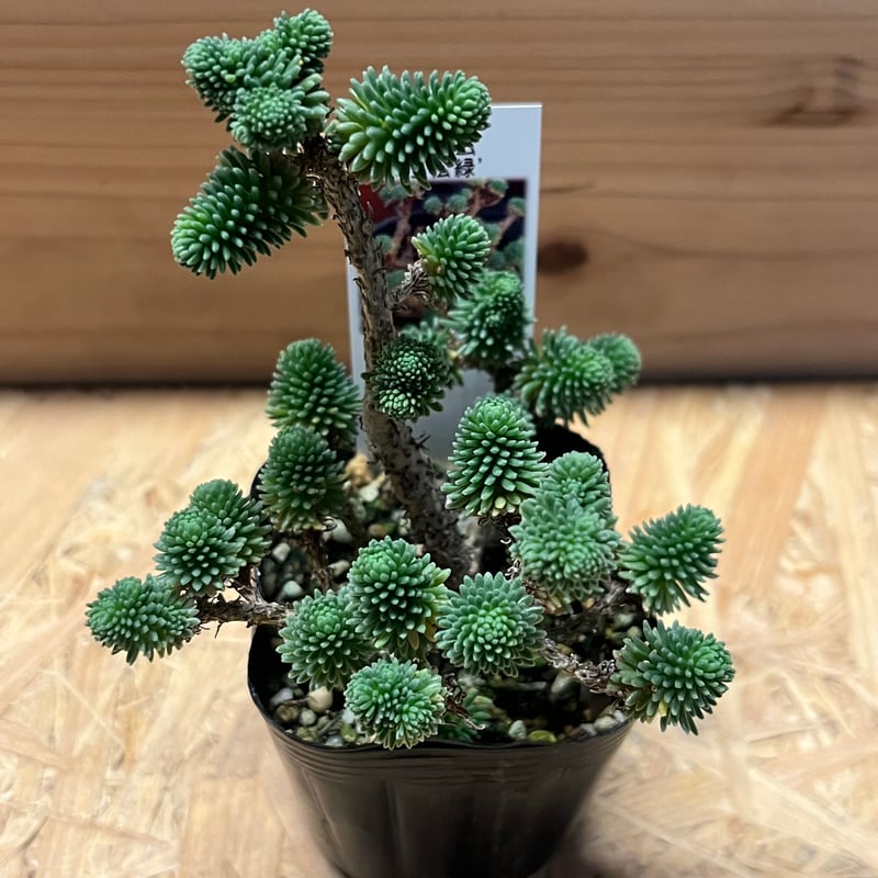 青緑色の多肉植物*6 Amazon｜多肉植物：ハオルチア 緑太線三角窓オブツーサ*｜観葉植物