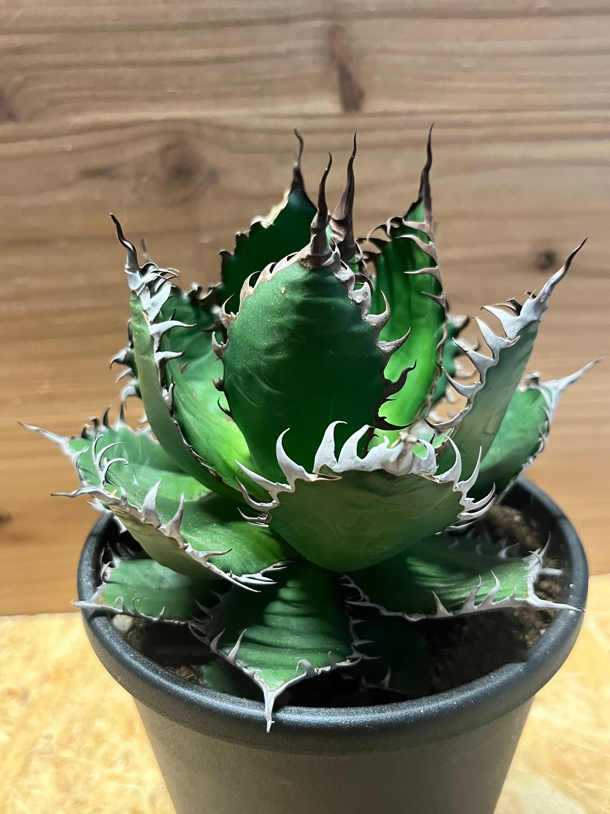 アガベ ホリダ | GREEN LUCK