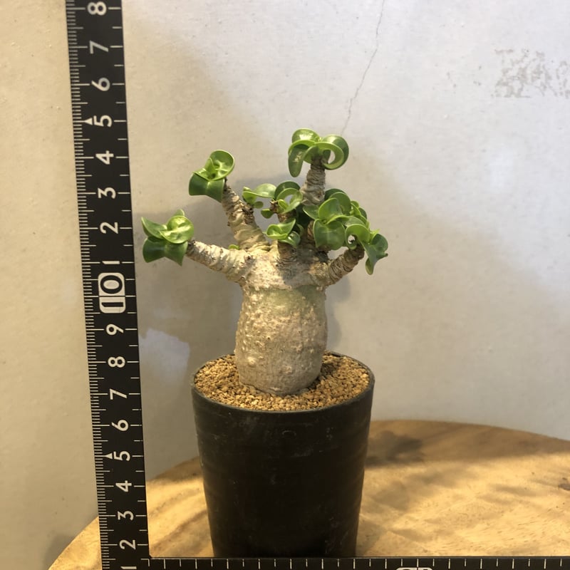 アデニウム アラビカム 獅子葉 D.H.A | GREEN LUCK