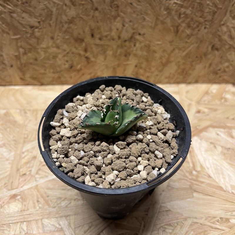 アガベ チタノタ 夕映厳竜 ソーラーエクリプス | GREEN LUCK