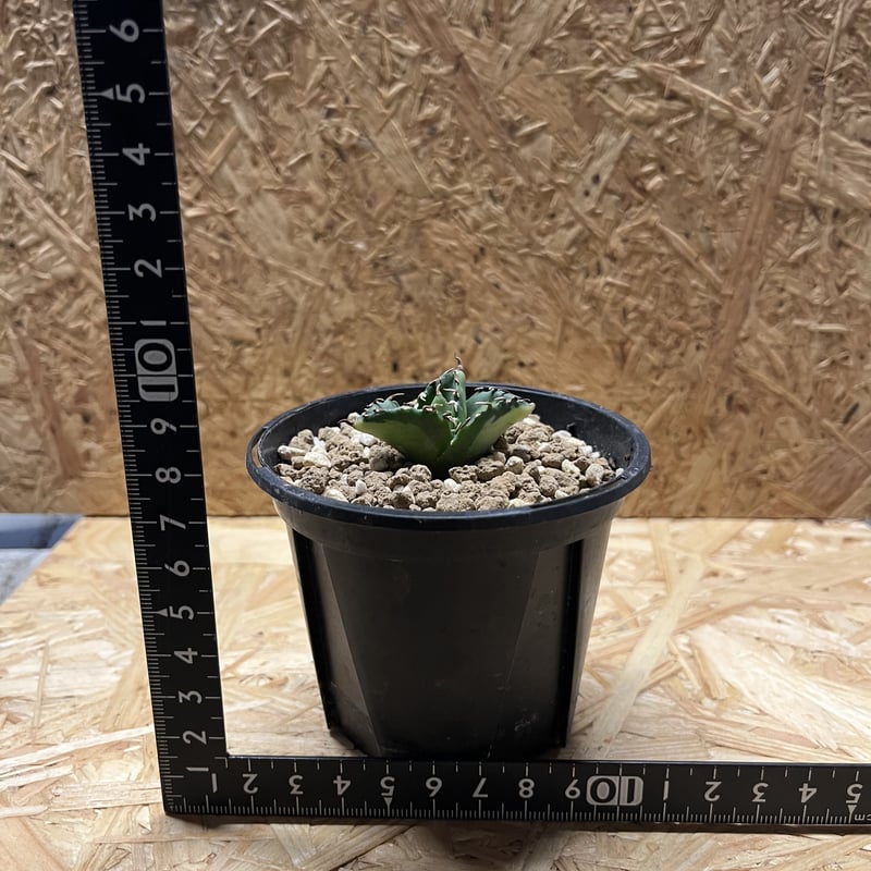 アガベ チタノタ 夕映厳竜 ソーラーエクリプス | GREEN LUCK