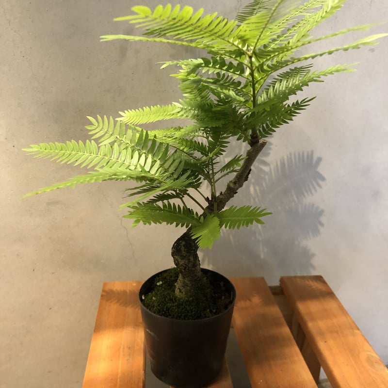 【引取り　神奈川県】エバーフレッシュ　大型　美形　盆栽仕立て樹形 引取り 神奈川県】エバーフレッシュ 大型 美形 盆栽仕立て樹形