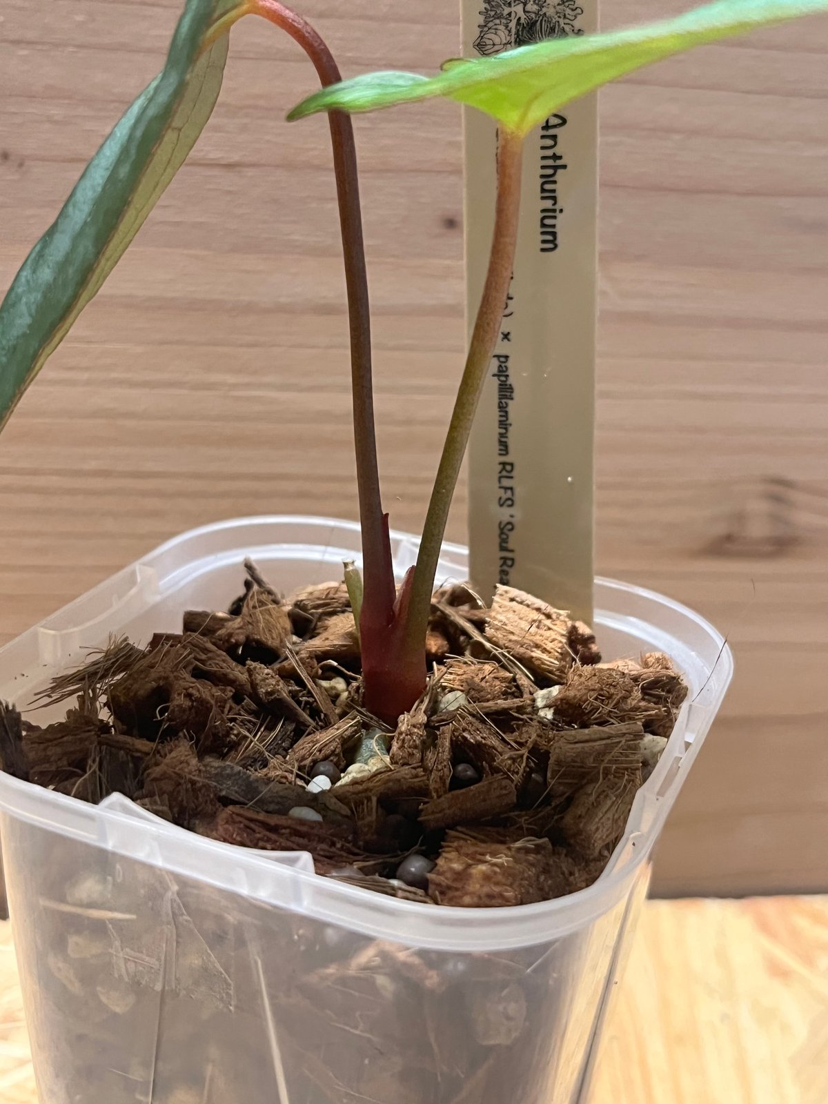 アンスリウム ダーケストパナマ×ソウルリーパー | GREEN LUCK