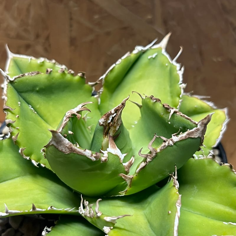 アガベ チタノタ シエラミクスティカ スタッズ | GREEN LUCK