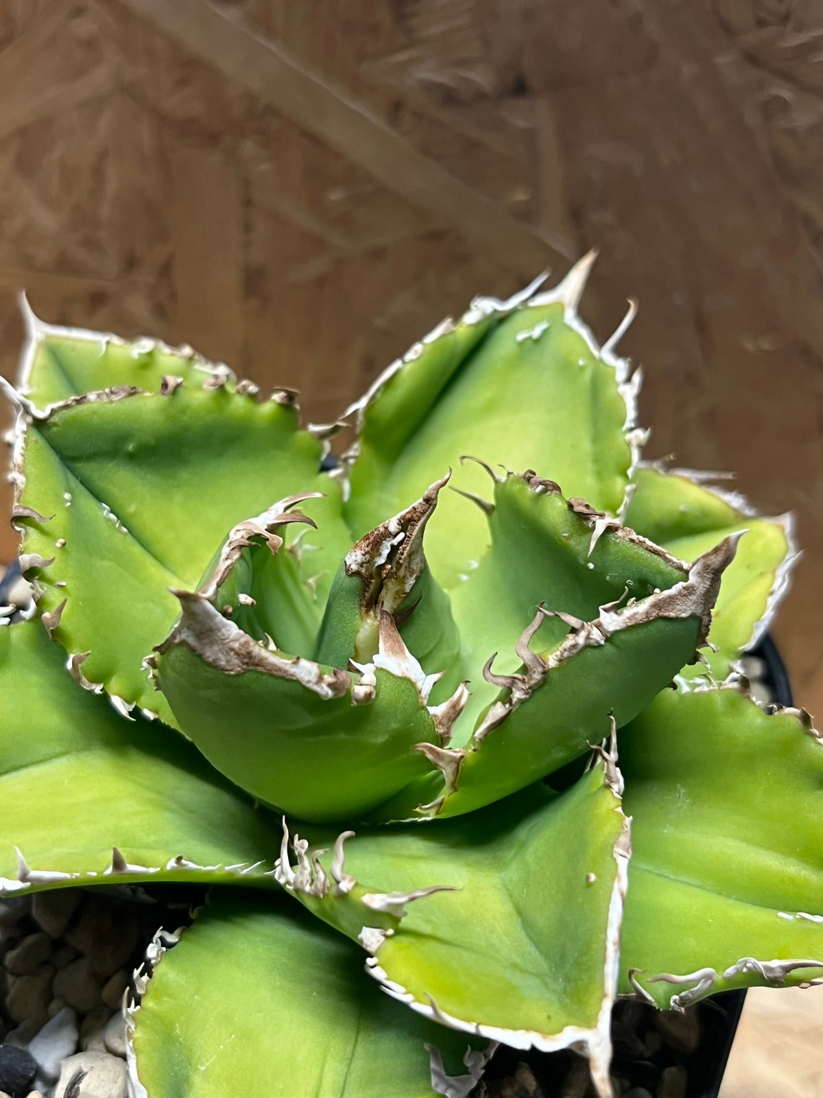 アガベ チタノタ シエラミクスティカ スタッズ | GREEN LUCK