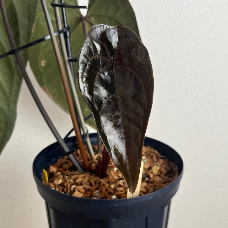 アンスリウム　エースオブスペード　ダークナロー アンスリウム エース オブ スペード | GREEN LUCK