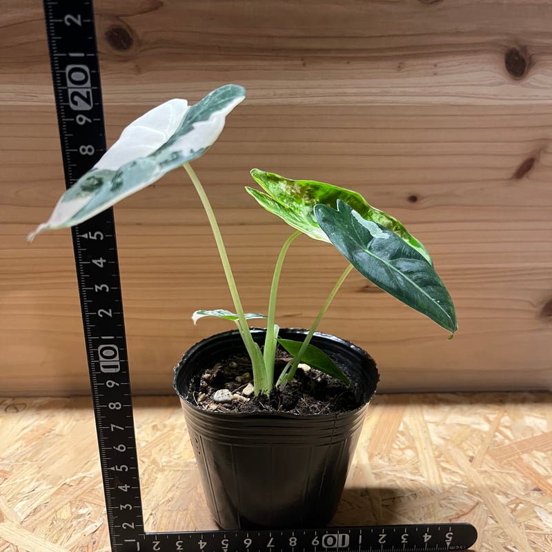 アロカシア グリーンベルベット 斑入り | GREEN LUCK