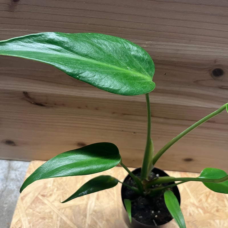 モンステラ バールマルクスフレーム | GREEN LUCK