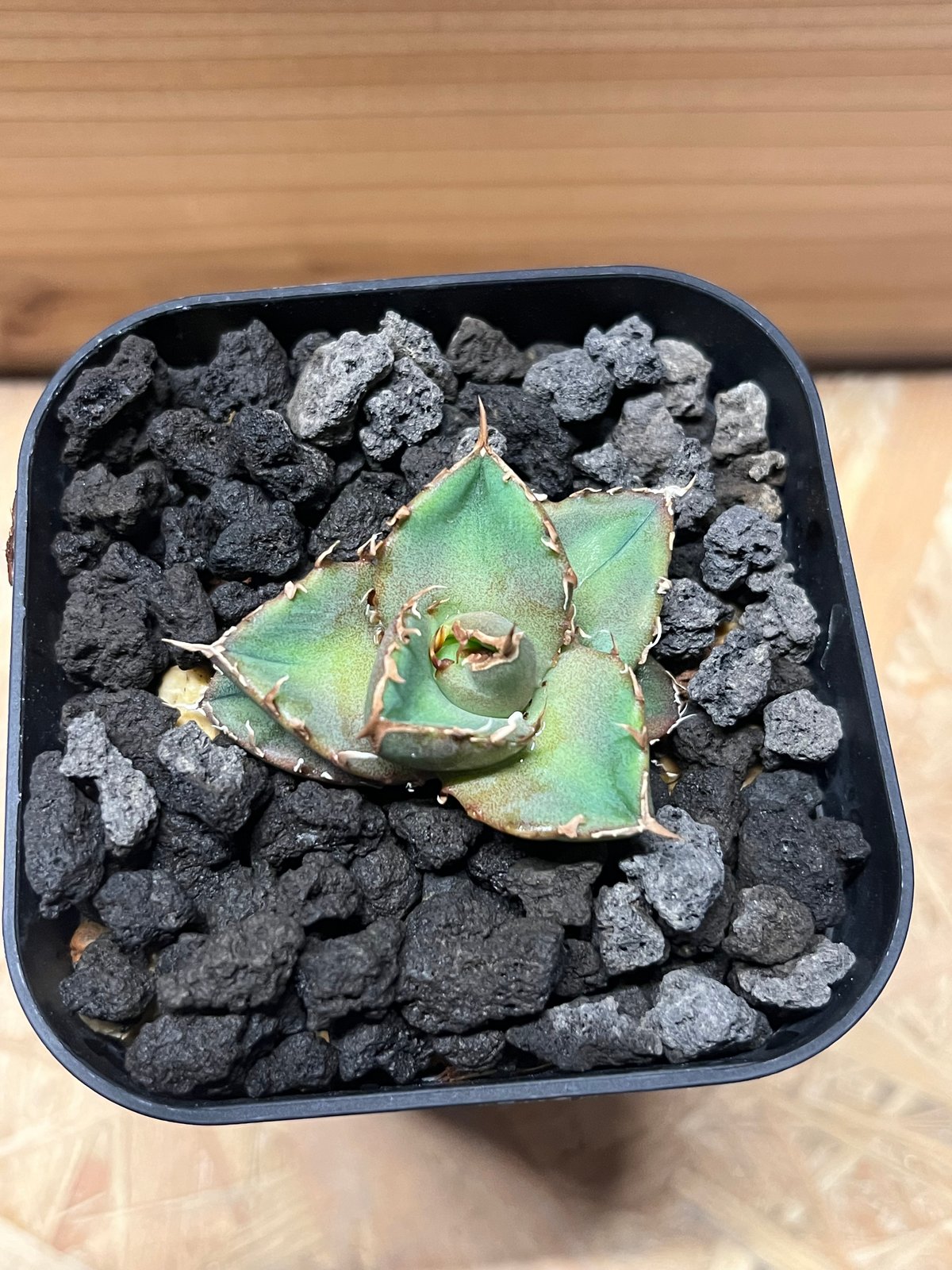 アガベ　チャム　chum イラン株 アガベ チャム chum イラン株 - メルカリ