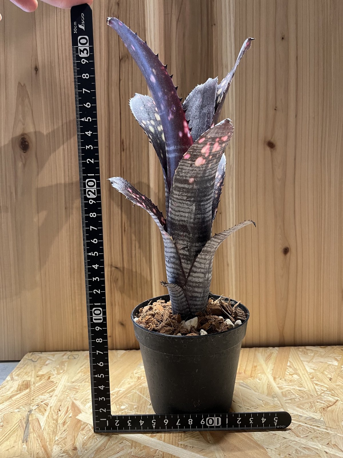 ビルベルギア スモークスタック | GREEN LUCK