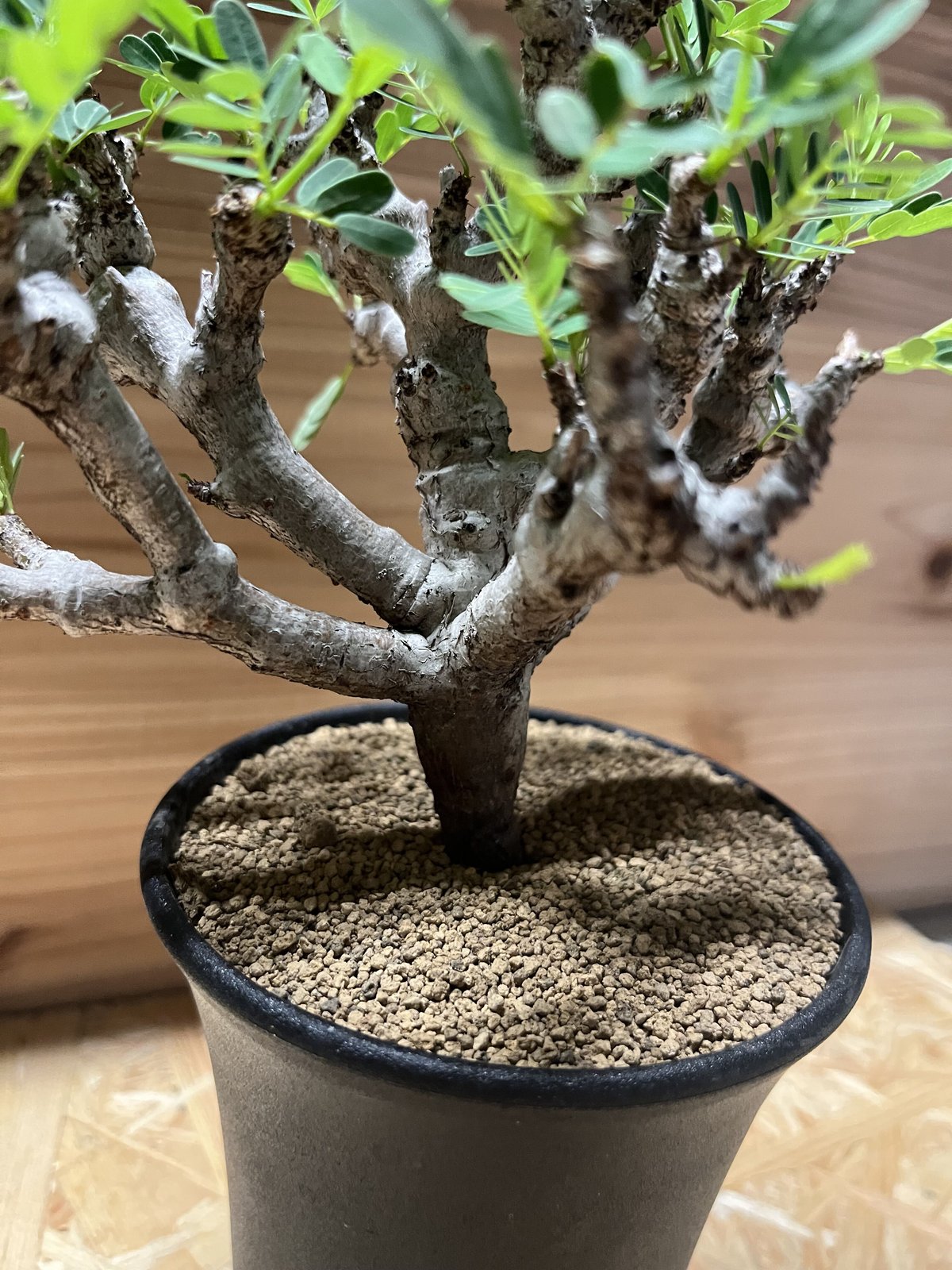 センナ メリディオナリス センナ メリディオナリス | GREEN LUCK