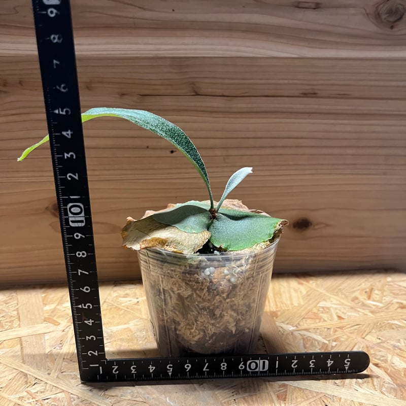 ビカクシダ ライディーン | GREEN LUCK ビカクシダ ライディーン | GREEN LUCK