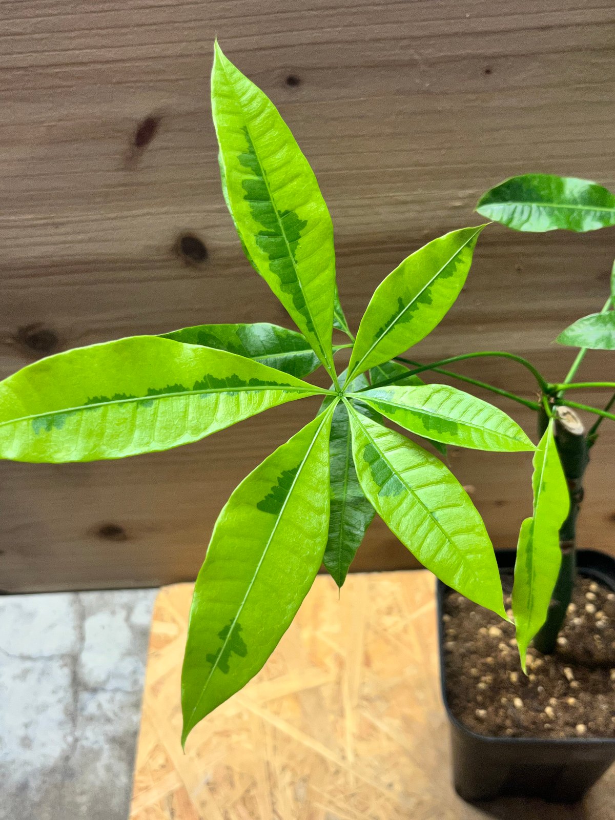 パキラ ムーンライト 挿木 | GREEN LUCK