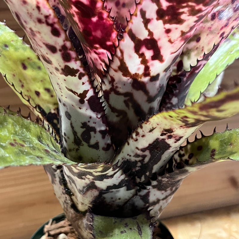 エクメア オーランディアナ レインボー | GREEN LUCK