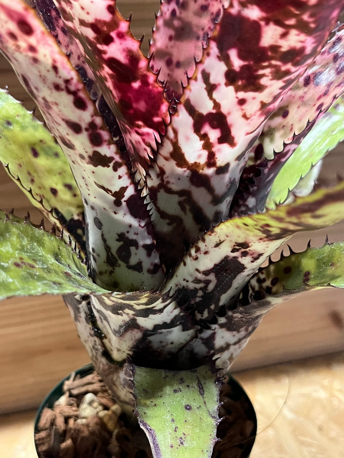 エクメア　オーランディアナ エクメア・オーランディアナ・エンサイン | trigger