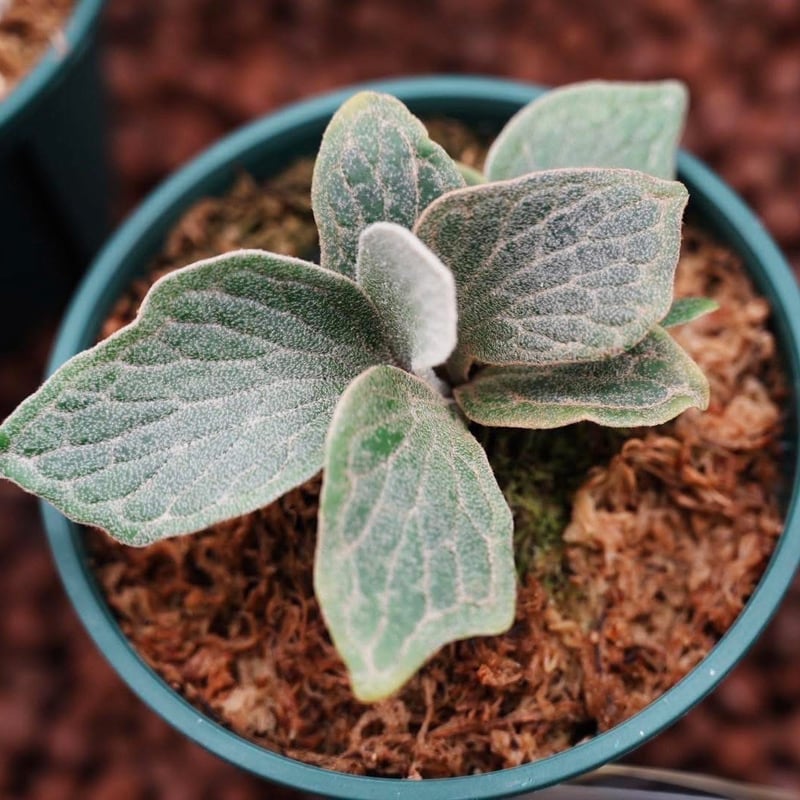 ビカクシダ Platycerium Fishubone (フィッシュボーン) ビカクシダ Platycerium Fishubone (フィッシュボーン) P