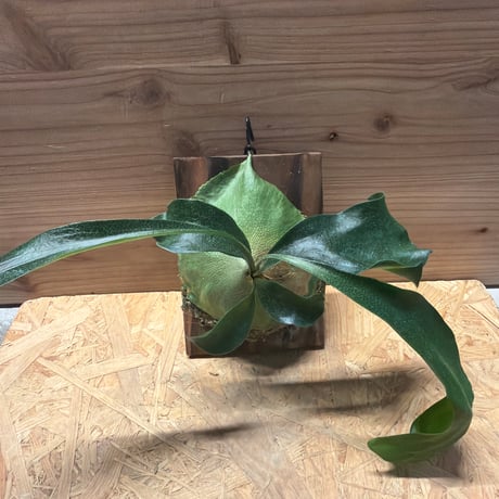 ビカクシダヒリー | STORES