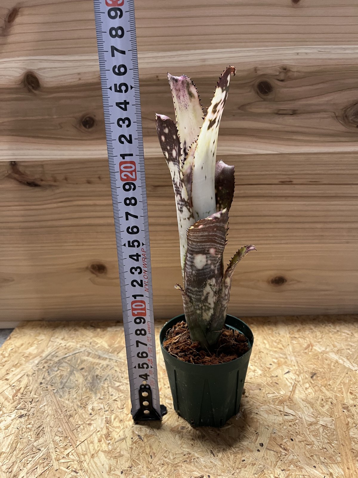 ビルベルギア John Hervy Friend 子株付き 3 ビルベルギア John Hervy Friend 子株付き - メルカリ