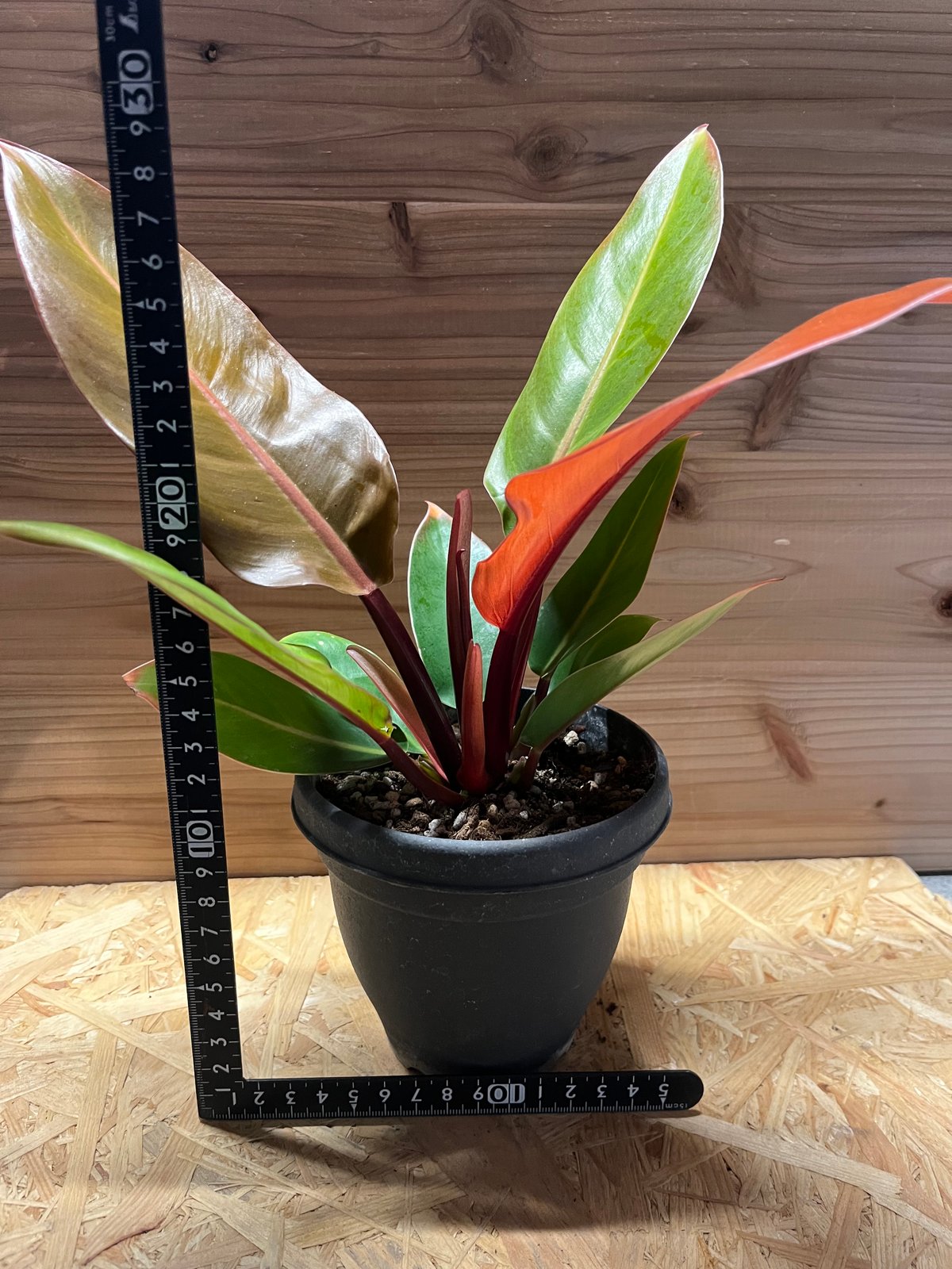 フィロデンドロン プリンスオブオレンジ | GREEN LUCK