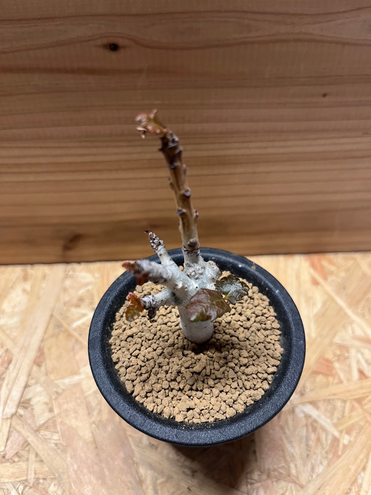 ボスウェリア　ポポビアナ ボスウェリア ナナ | GREEN LUCK