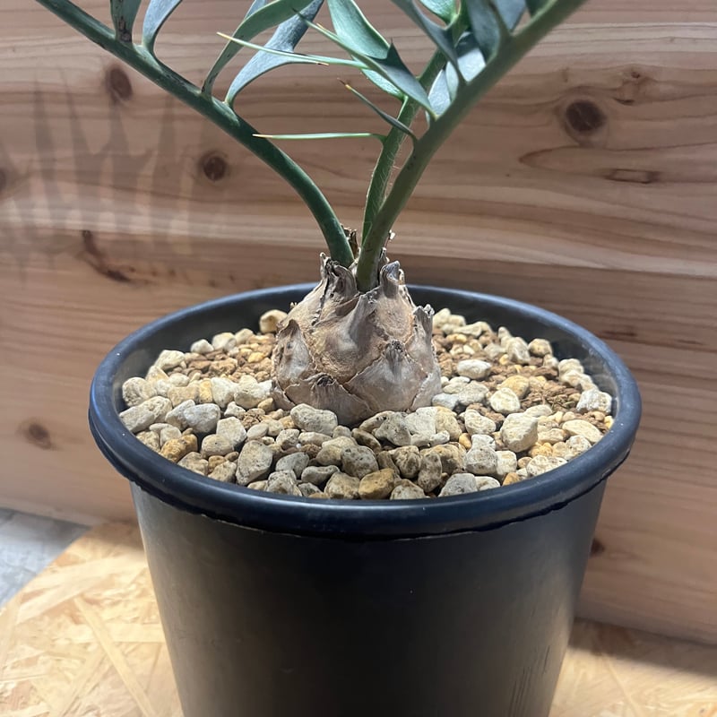 エンセファラルトス ホリダス | GREEN LUCK