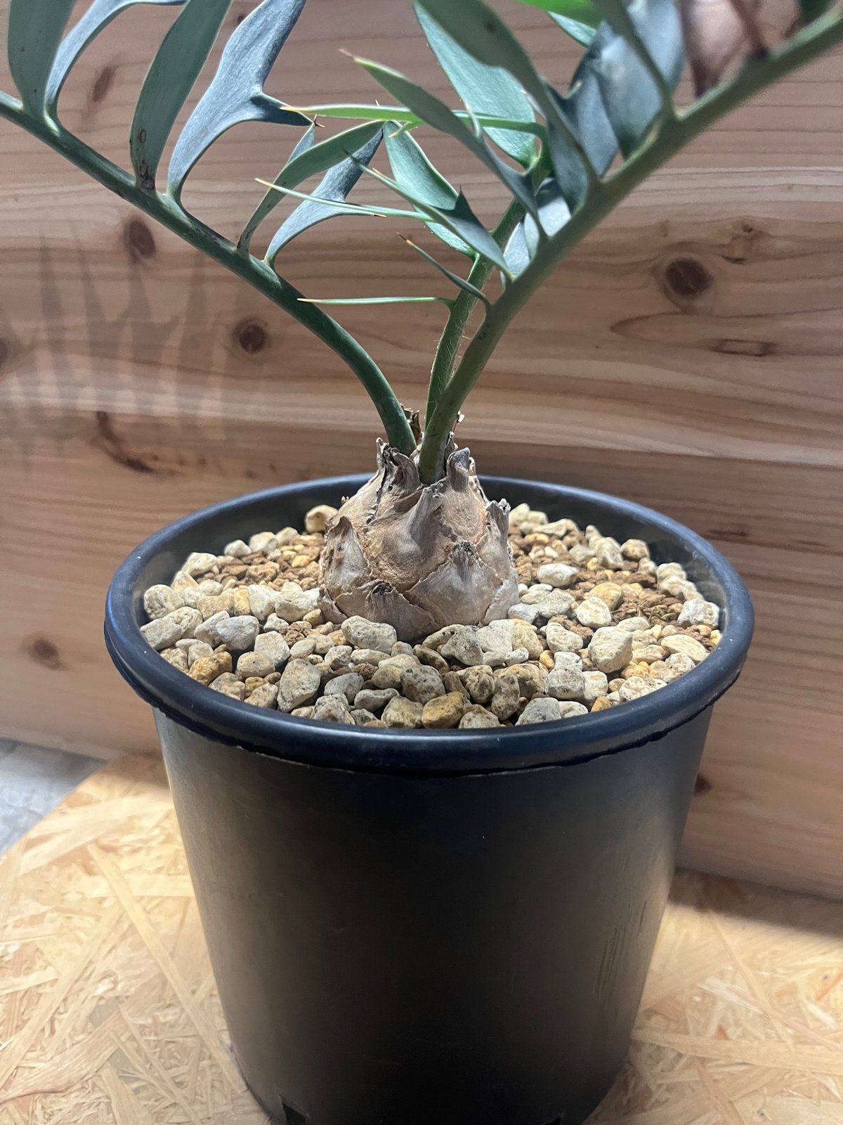 エンセファラルトス ホリダス | GREEN LUCK