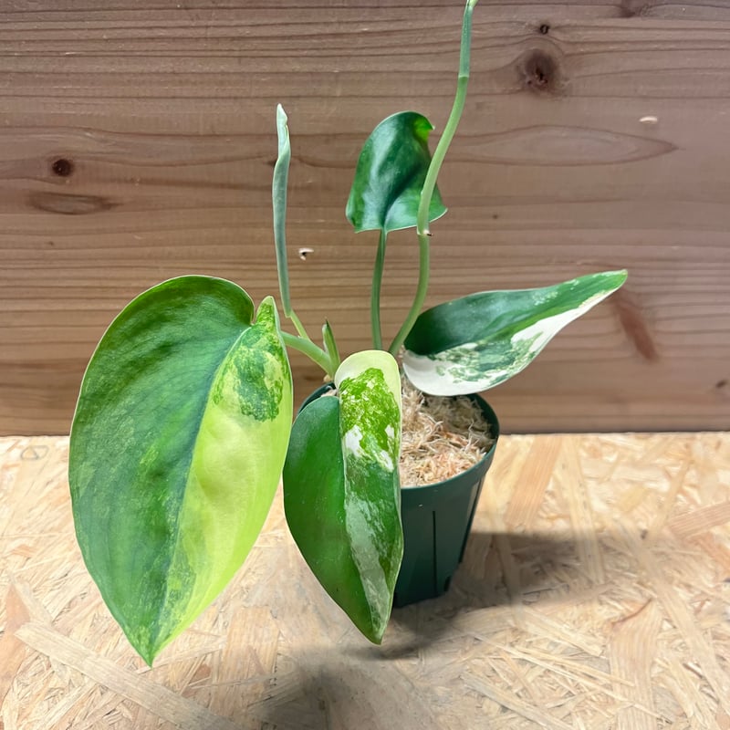 スキンダプサス ジェイドサテン バリエガータ | GREEN LUCK