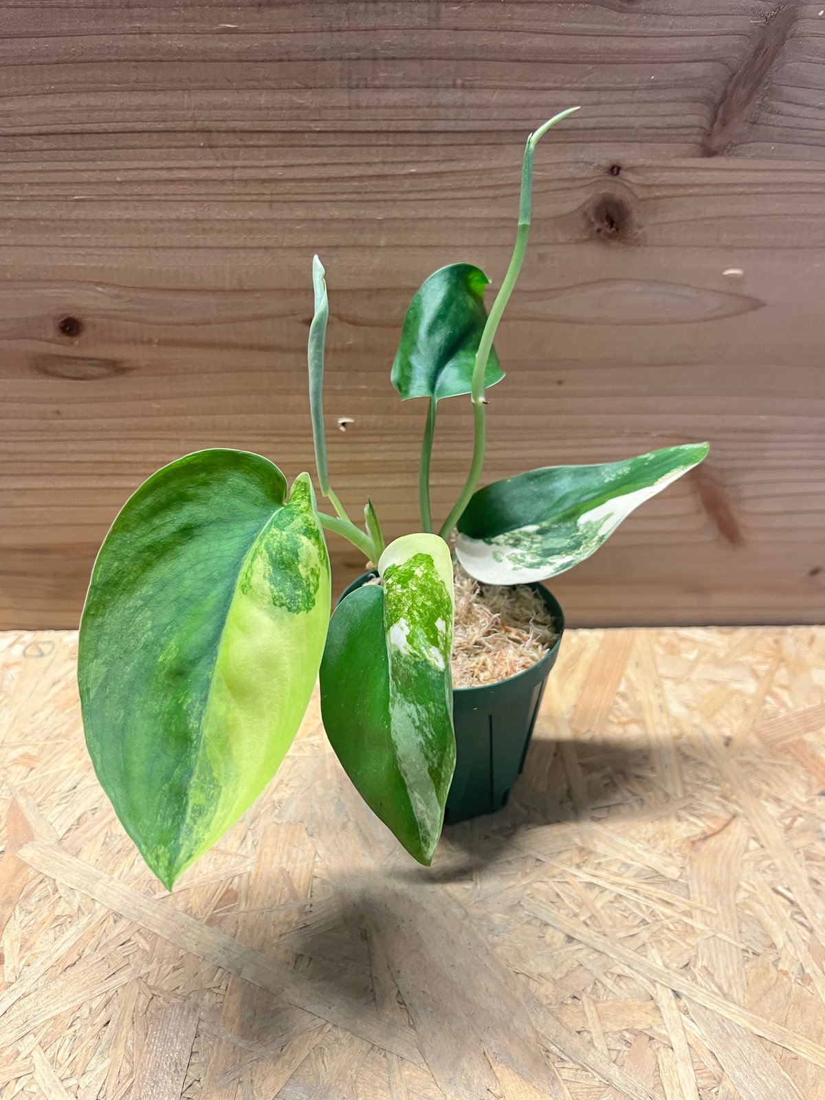 スキンダプサス ジェイドサテン バリエガータ | GREEN LUCK